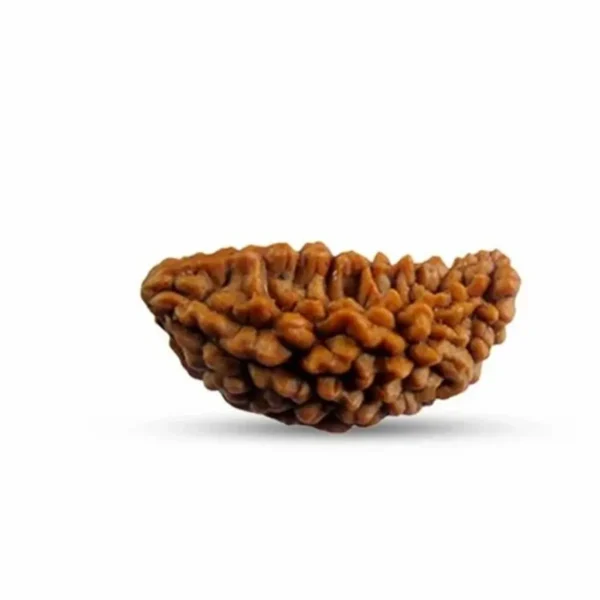 1 Mukhi Nepali Rudraksha (Govt Lab Certified)