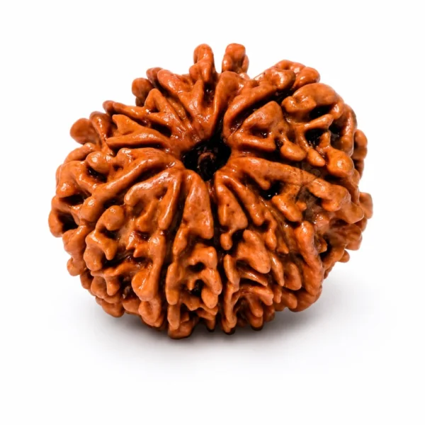 10 Mukhi Nepali Rudraksha natural bead