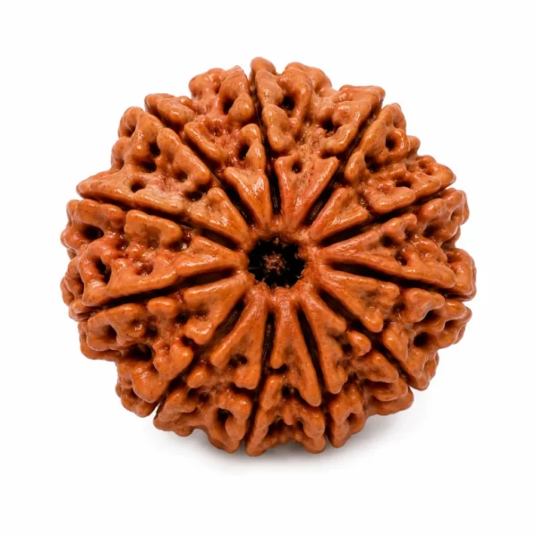 11 Mukhi Nepali Rudraksha – Powerful Bead