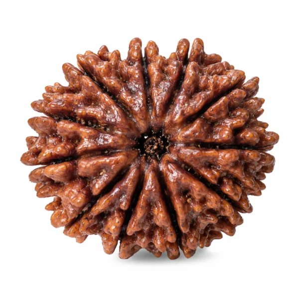 12 Mukhi Nepali Rudraksha