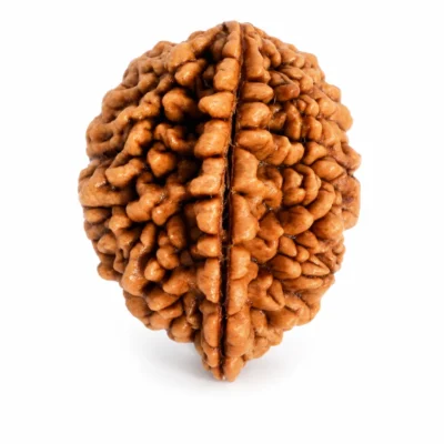 2 Mukhi Nepali Rudraksha