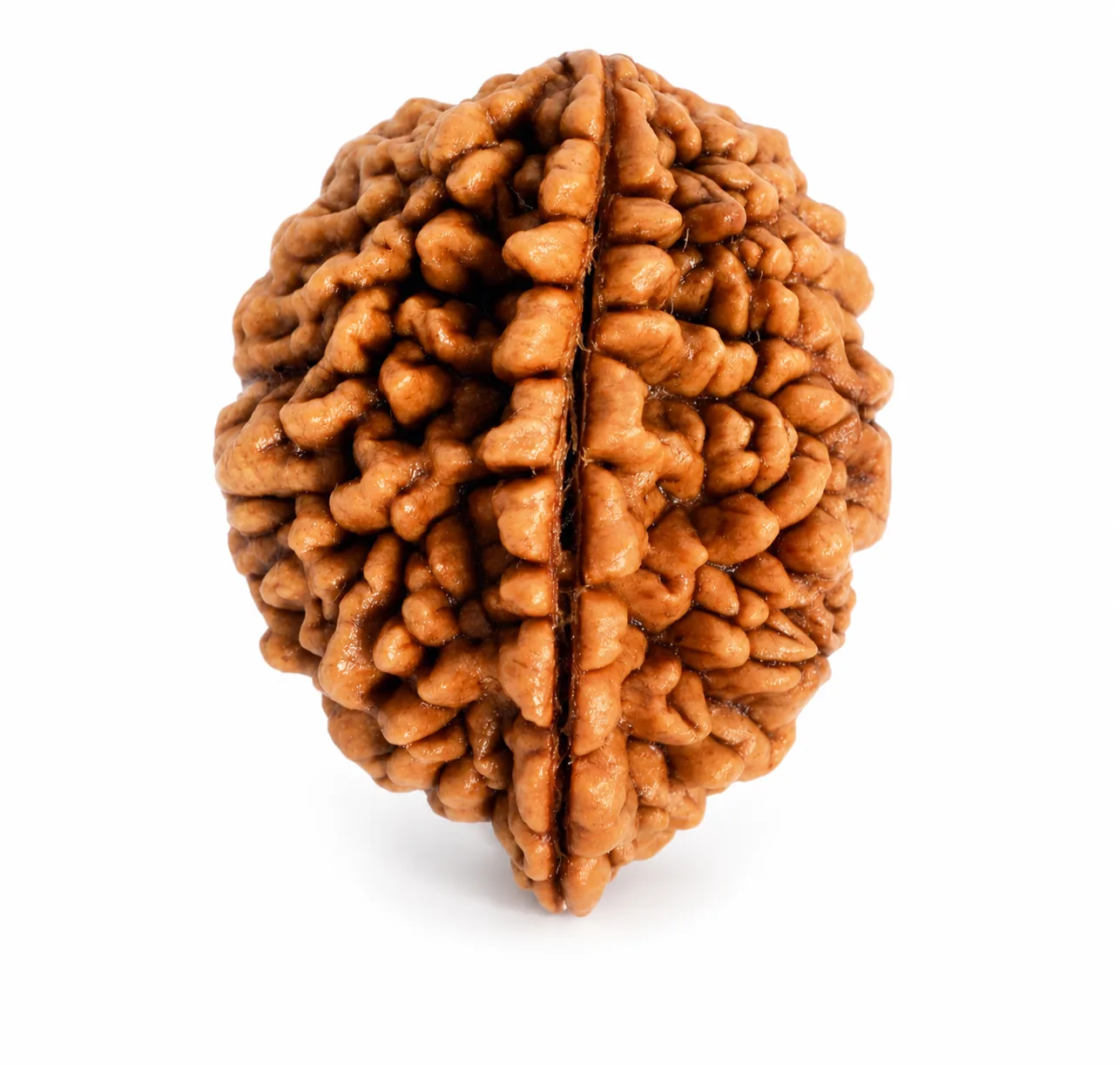 2 Mukhi Nepali Rudraksha