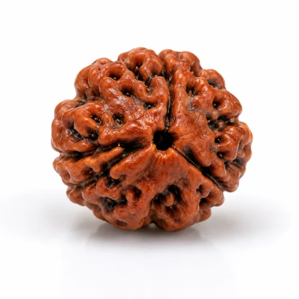 3 Mukhi Nepali Rudraksha Beads (Govt. Lab Certified)