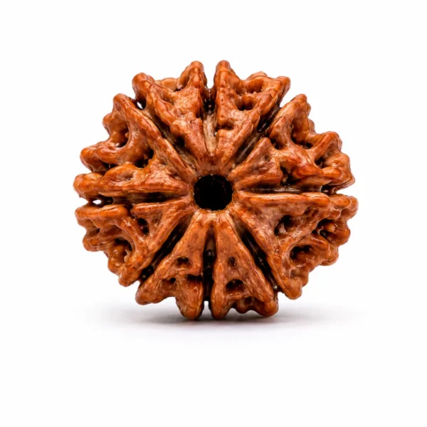 8 Mukhi Nepali Rudraksha (Govt Lab Certified)