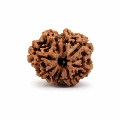 9 Mukhi Nepali Rudraksha (Govt Lab Certified)