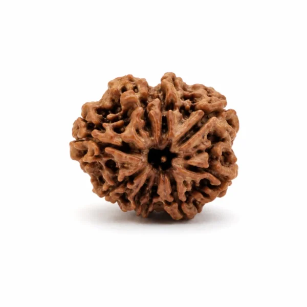9 Mukhi Nepali Rudraksha (Govt Lab Certified)