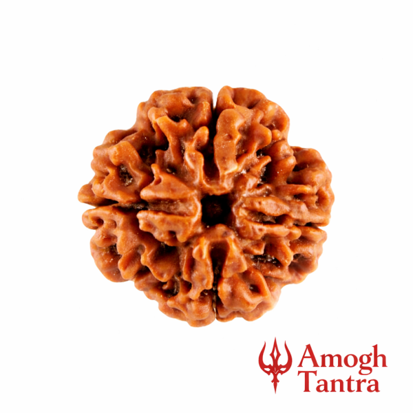 4 Mukhi Nepali Rudraksha (Govt Lab Certified)