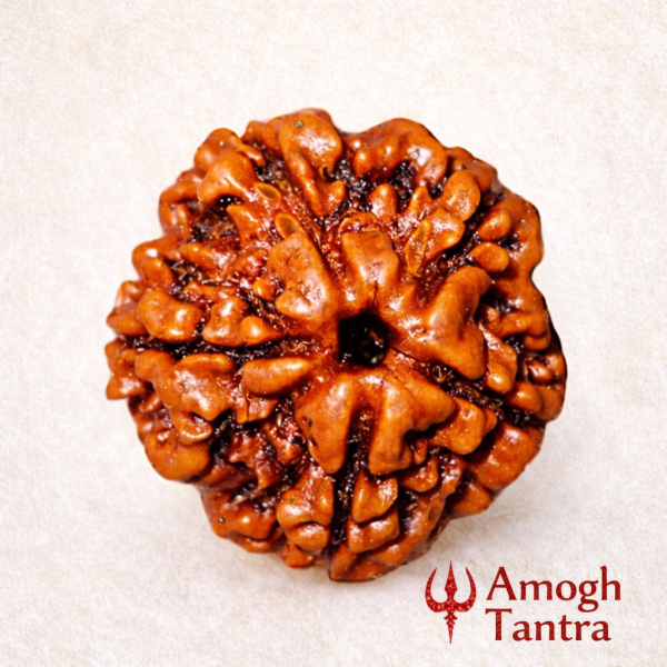 5 Mukhi Nepali Rudraksha (Govt Lab Certified)