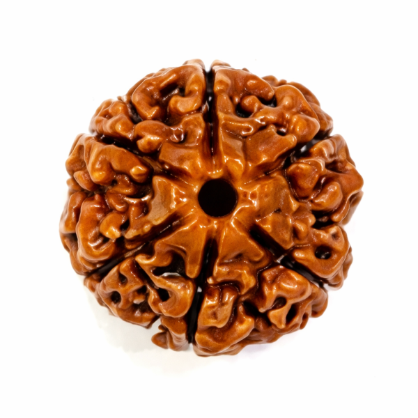 6 Mukhi Nepali Rudraksha (Govt Lab Certified)