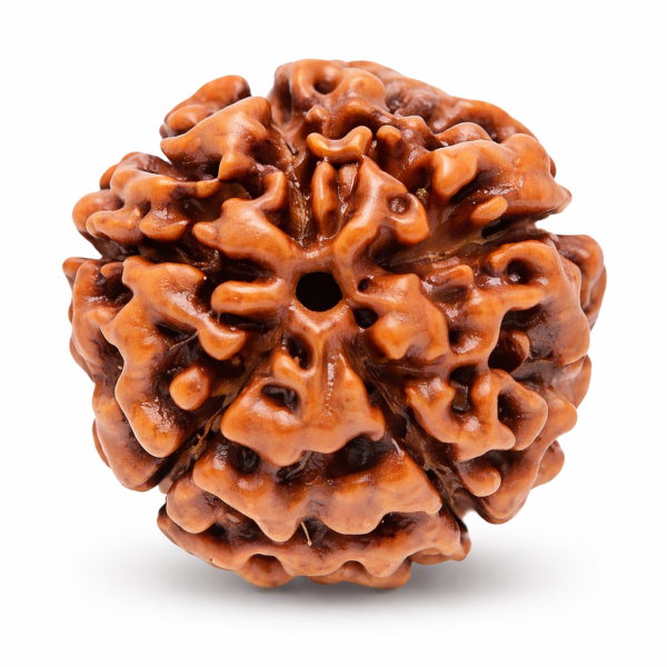 7 Mukhi Nepali Rudraksha (Govt. Lab Certified)
