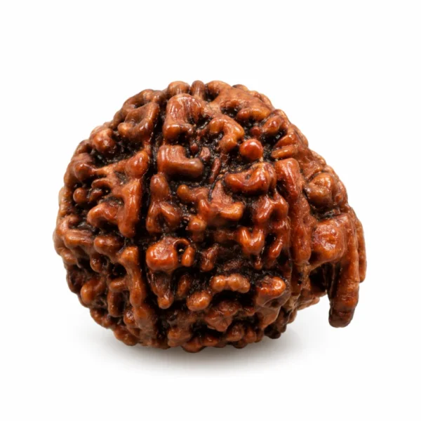 Nepali Ganesh Rudraksha